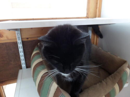 Posh Paws Cattery