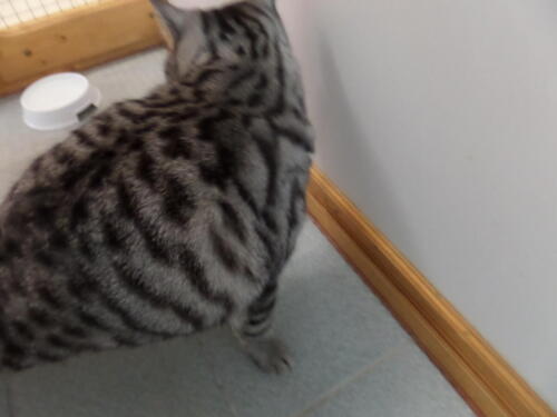 Posh Paws Cattery