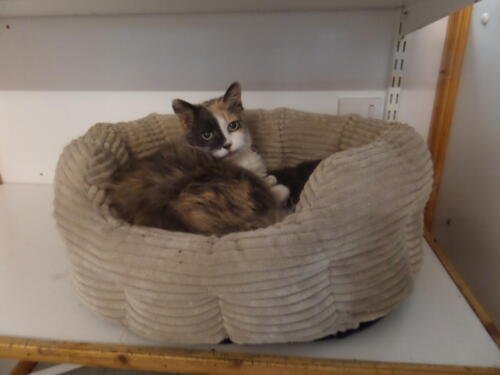 Posh Paws Cattery
