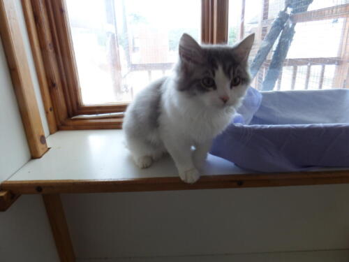 Posh Paws Cattery